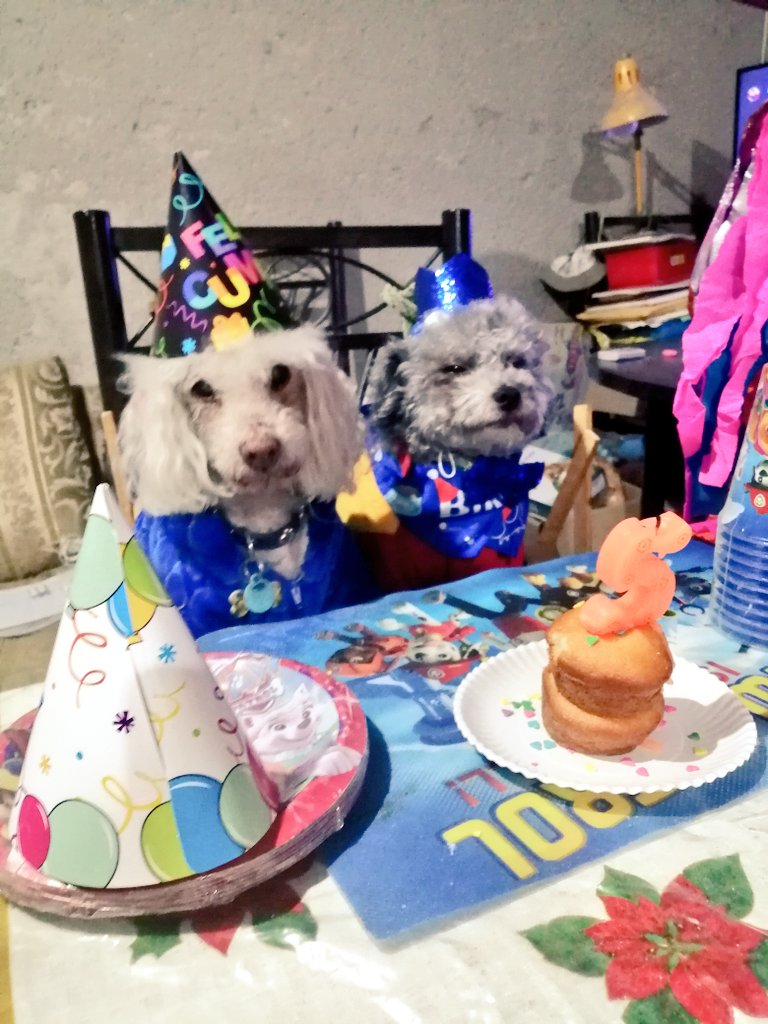 el_Kishy's tweet photo. ¡HBD to me!🥳 https://t.co/UfYVybQlnu
