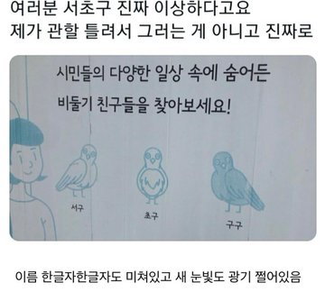 비둘기에 미쳐버린 서초구