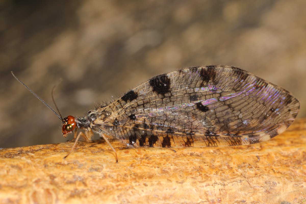 Natur_in_NRW's tweet photo. Der Europäische Bachhaft (#Osmylus fulvicephalus) ist mit seiner Flügelspannweite von fast 5 cm sehr beeindruckend. Die räuberischen Larven leben am Gewässerrand schattiger Gewässer.
#artenvielfalt #insekten #insects #Neuropterida #TwitterNatureCommunity #Netzflügler #Osmylidae https://t.co/LPZgsMwXSV