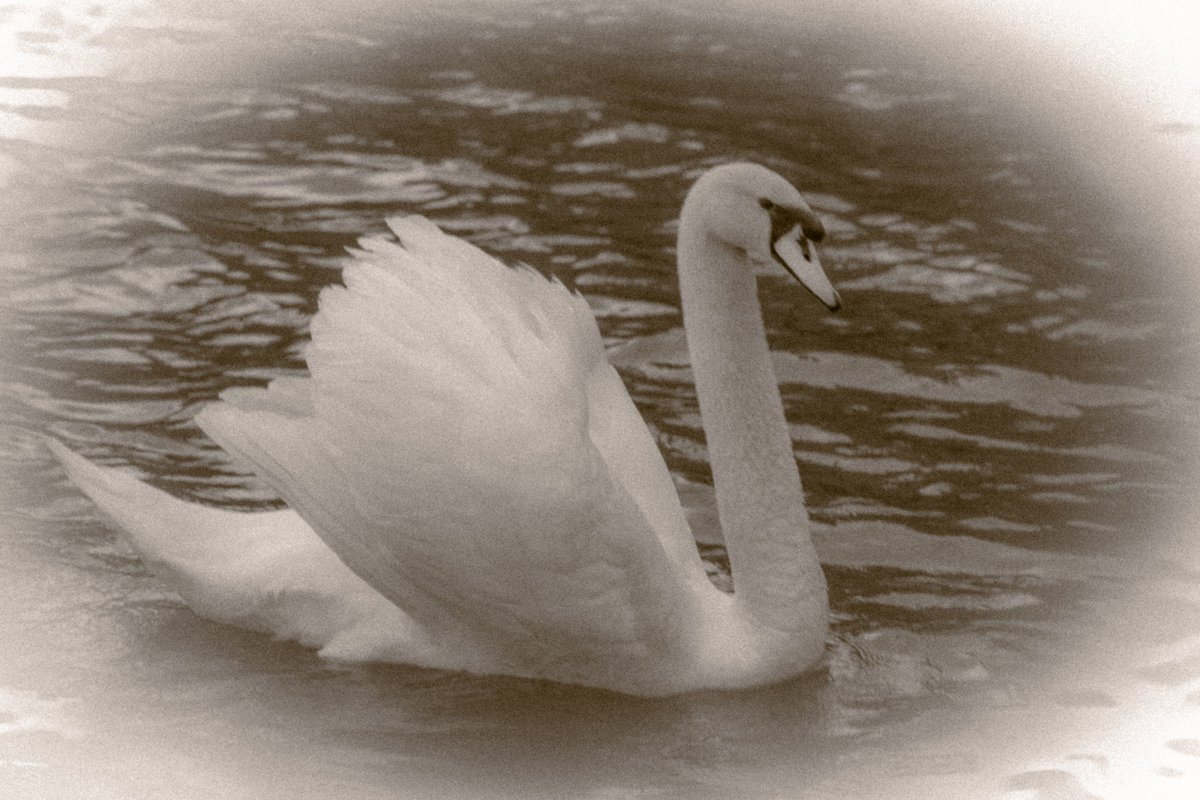 Inphotored's tweet photo. I chose to make a swan with a vintage look!

#photography #swan #bird #vintage #vintageedit #vintageedits #nature https://t.co/0nlOKYfPXM