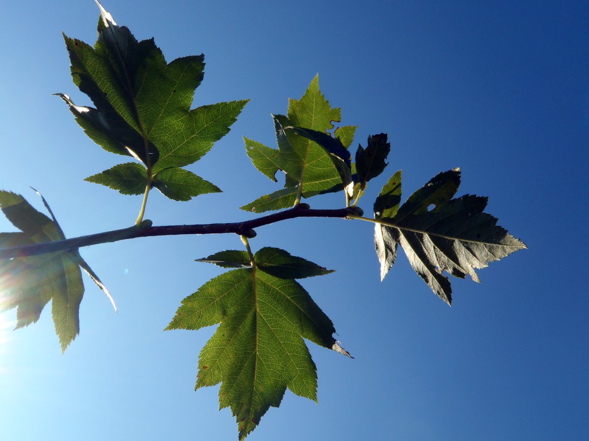 waldlabor's tweet photo. Als trockenheitstolerante #Baumart mit sehr wertvollem #Holz ist die #Elsbeere (Sorbus torminalis) prädestiniert als #Baum für die Zukunft. 
Mehr zu dieser in der Schweiz seltenen Baumart https://t.co/YUN7AjXsIS

#BaumderWoche #Artenvielfalt #Biodiversität #Anpassung https://t.co/EYl8VYwetJ