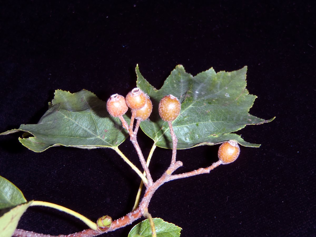 waldlabor's tweet photo. Als trockenheitstolerante #Baumart mit sehr wertvollem #Holz ist die #Elsbeere (Sorbus torminalis) prädestiniert als #Baum für die Zukunft. 
Mehr zu dieser in der Schweiz seltenen Baumart https://t.co/YUN7AjXsIS

#BaumderWoche #Artenvielfalt #Biodiversität #Anpassung https://t.co/EYl8VYwetJ