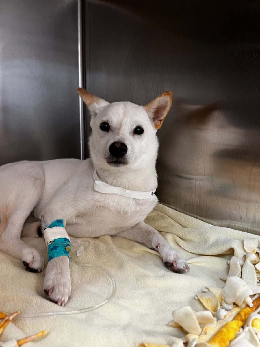 GenelJumalon's tweet photo. I don't like taking money without offering some sort of reward. So running some sales on INPRNT and https://t.co/VL4qNSwzlb to pay for Yue's medical bill.

I will also sign Genji's cast for anyone that donates on Ko-Fi.

https://t.co/lVbGoIUWKq

1/4 https://t.co/U7WSJrKUqP