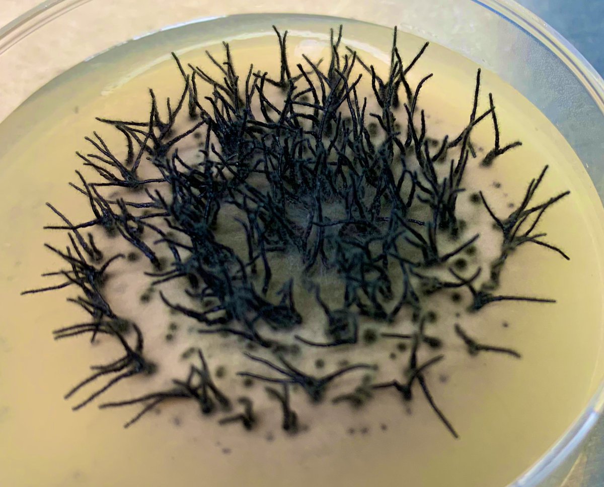 fungoel's tweet image. One of the more interesting looking fungi I’ve been able to culture from barley in WA. Suspected to be Pyrenophora semeniperda (a minor pathogen aka Black Fingers of Death ☠️)