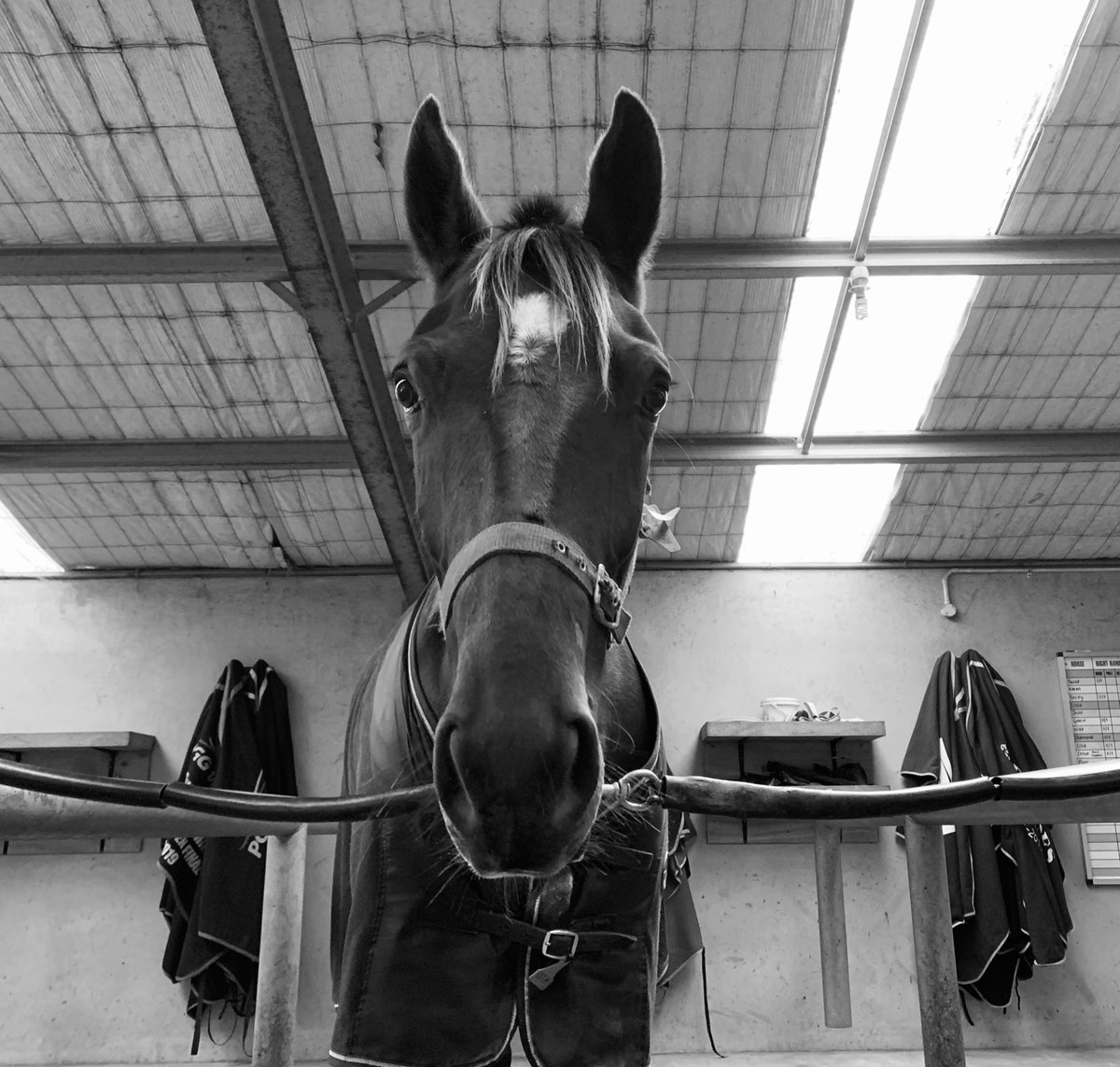 ACullen02's tweet photo. My 💚 is full.

🐴 A K U T A

@AllStarsRacing_  @HJCullen @prima_park https://t.co/Jxl0M4d5Gx