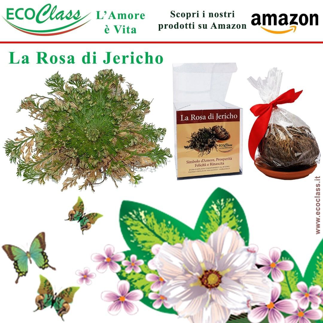 La #RosadiJericho, la famosa pianta della #resurrezione è disponibile su EcoClass.it e Amazon!

La Rosa di Jericho è un regalo perfetto, richiede poca cura ed ideale nell'ambiente domestico🤱

Scopri di più sul nostro sito e su #Amazon
