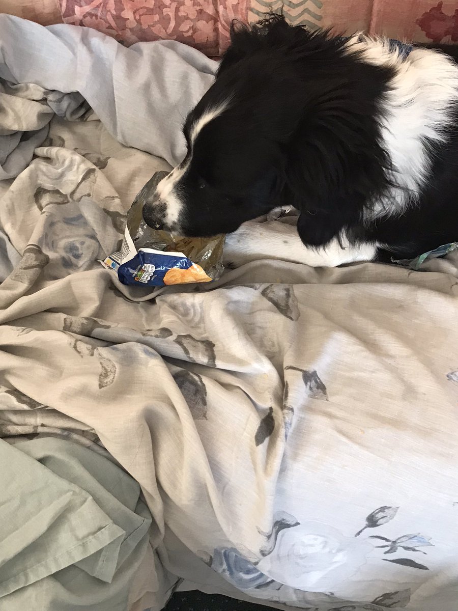 I’ve just been caught helping myself to some crisp whoops 🐶