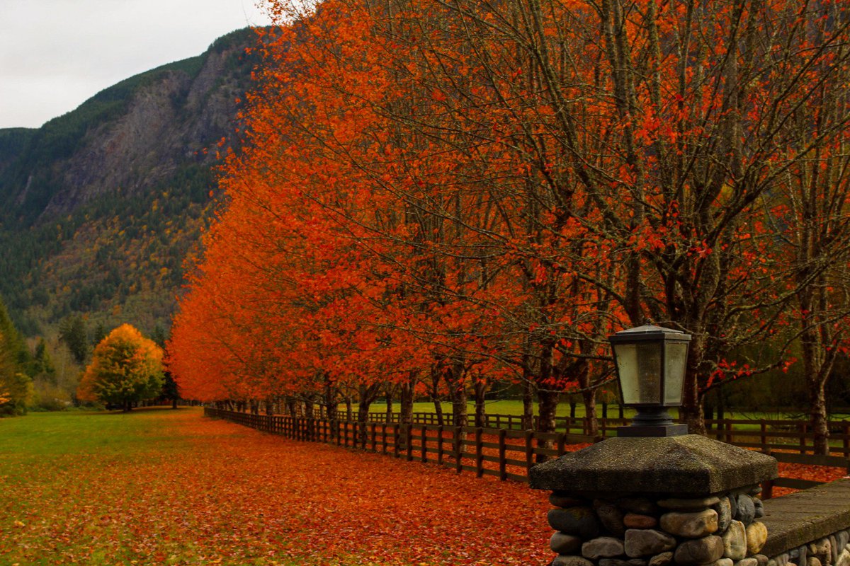 bustosjul's tweet photo. @grey1217 #pnw #autumn https://t.co/fwgRaKEL6Q