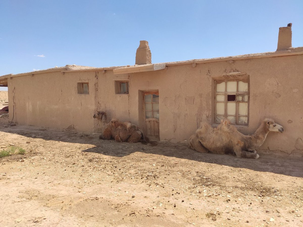 Novastan_Eng's tweet photo. Camels near adobe houses at the Ayaz-Kala archaeological site in #Uzbekistan.
Our #pictureoftheday by Simon Kretschmer (Germany)
#Novastan #Bilddestages #Zentralasien #Photooftheday #CentralAsia #CentralAsiaEveryDay #NewEastinFocus #PhotoduJour #AsieCentrale #Camels #Adobe https://t.co/geNKEZVyQd