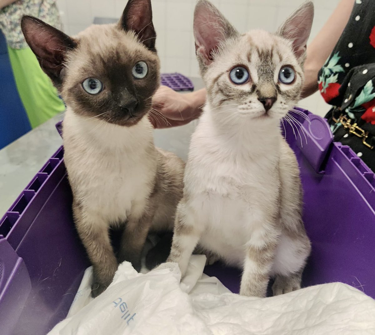 enGatadas_AB's tweet photo. Miko y su hermana Neu, de 2-3 meses, abandonados.
Les buscamos familia porque han tenido la mala suerte de nacer en una casa donde NO se esteriliza a SU gata y luego 
se deshacen de la camada. 

Están en #Albacete pero viajarían
https://t.co/cshvr8F7mz gracias por compartir #rt https://t.co/3VbHgvhC6p