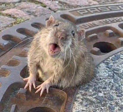 Sukiyama's tweet photo. Never forget this rat, got stuck and was rescued by the firefighters in Germany
#ratmeme #fatrat #cuteart https://t.co/VMSN4wEH9H