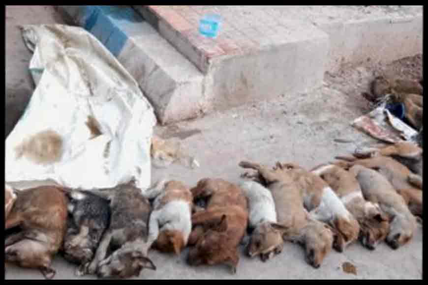 Hello, #uvinuarmy 🙋‍♂️🐕‍🦺
As we discussed earlier stray dogs are facing the cruelty of humans. Most of the population looks at stray as a menace and a threat. 
Let's share stories, views, and thoughts about the injustices we have seen In the comments down below👇👇