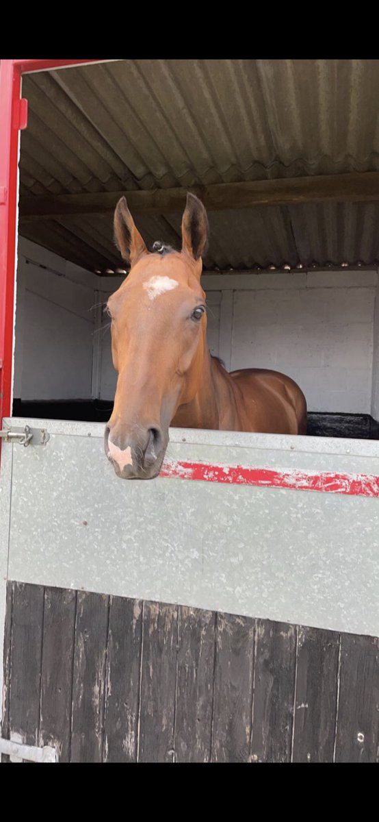 declan_carroll's tweet photo. Two runners today @CatterickRaces.
⏰2:19 #SlateCracker for Owner Mr B Chambers.
⏰5:15 #Jakacan for Owners Mr R Flegg & Mr J Bousfield.
Both ridden by Harrison Shaw.
@shaw_harrison @FleggRaymond @RacingSantry https://t.co/v15tSoBbVu