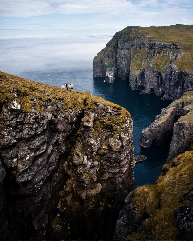 Apparently the grass close to the edge tastes better with that extra pinch of salt...
The Faroes are sometimes referred to as the "sheep islands". About 100,000 sheeps live there, nearly twice as many as people.

#nft #landscape #photooftheday
