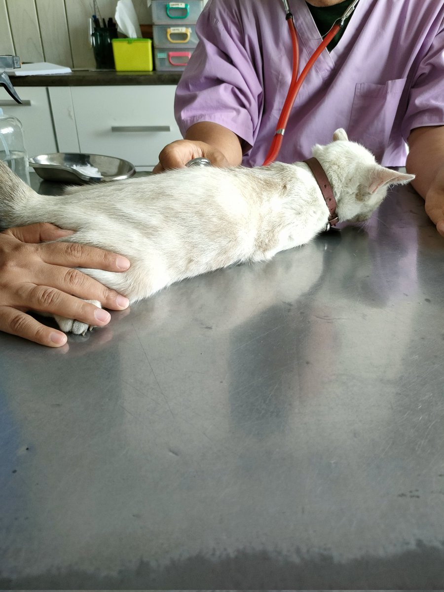 intanmochil's tweet image. Good bye my sweetheart 😭😭😭