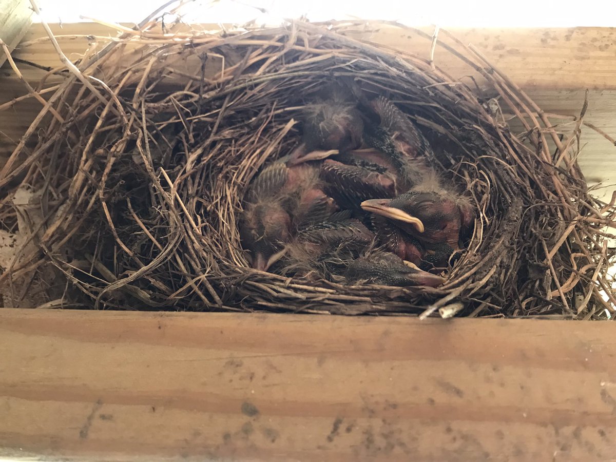 Baby robins are getting bigger!