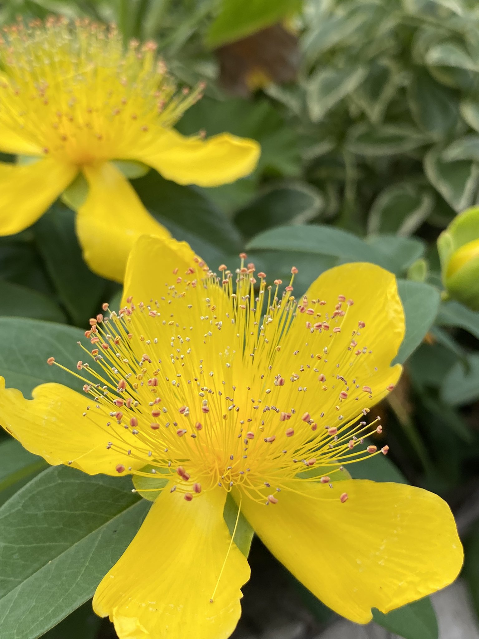 ビヨウヤナギ Twitter Search Twitter