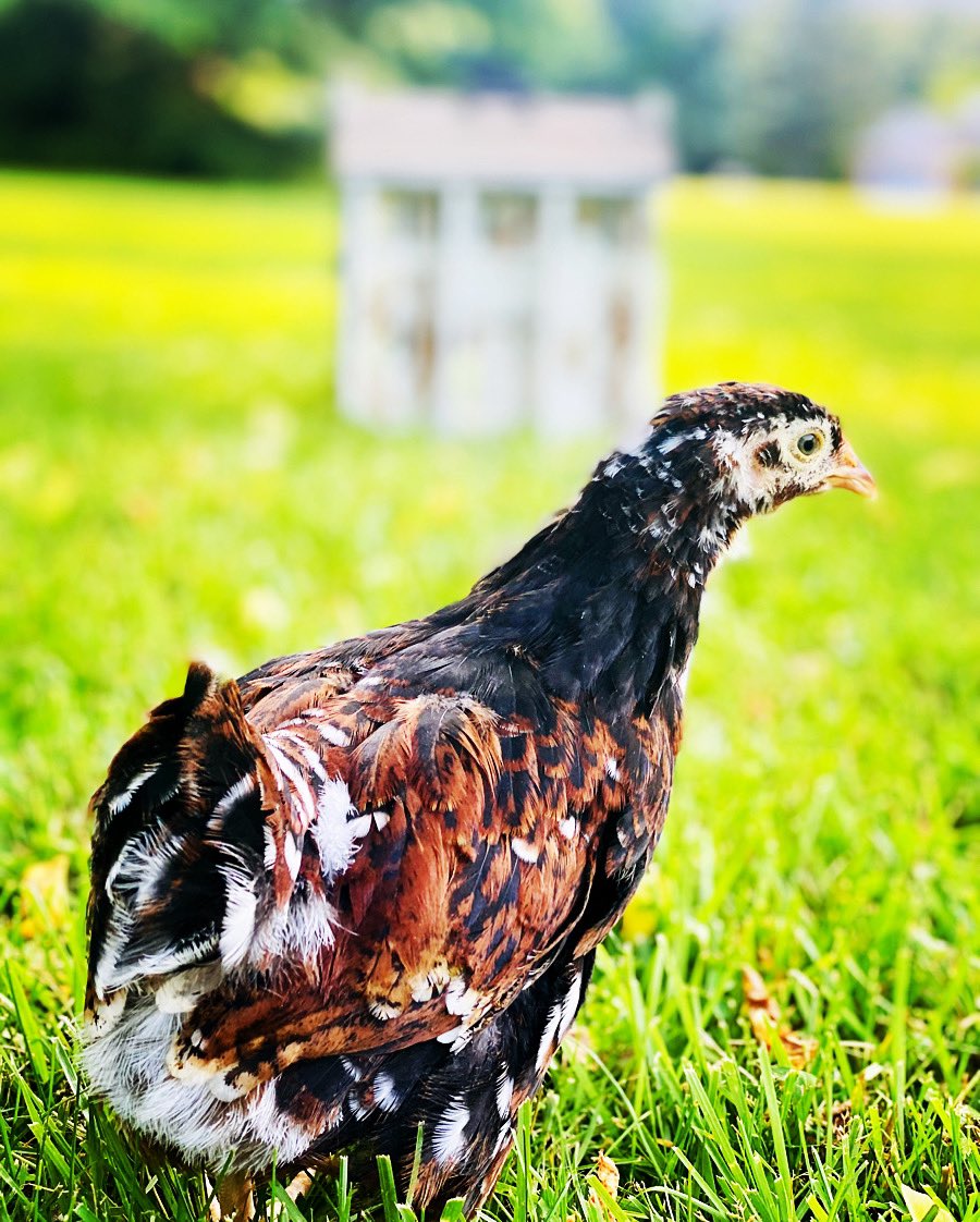 Sending out a happy #platiniumjubilee to the Queen from Stella the Jubilee Orpington and CWTCL! 
Grab a coffee and a listen.  But.. don’t forget to hug your chicken! #fluffybuttfriday buzzsprout.com/1409773