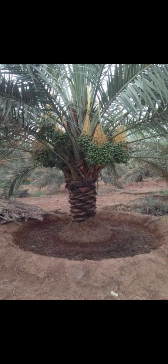 raashed_46's tweet photo. حوض نموذجي وتركيب جيد وتوزيع العذوق على النخلة وري منتظم وحجم مناسب لثمار https://t.co/YF67NTOSp6