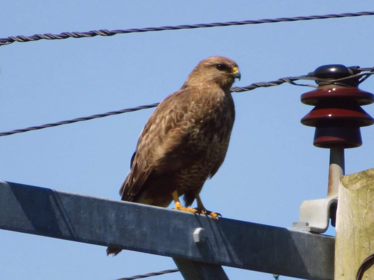 quineofthenorth's tweet photo. A rather fine buzzard came to call #shawbost https://t.co/YuwnUfzRUo