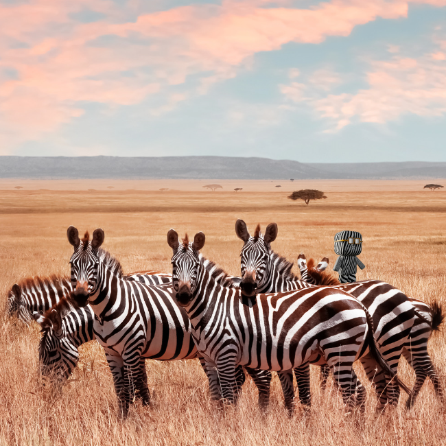 Happy Friday fam’ 🦓

We hope you are riding the week as we are riding the jungle of NFTs!
Next week, big announcements to come!

Stay tuned 💥