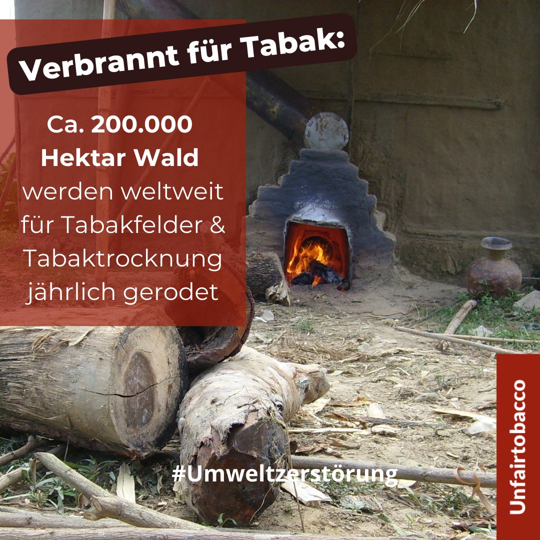 unfairtobacco's tweet photo. Wir hören nicht auf, zwischen #Weltnichtrauchertag und #Weltumwelttag weiter verstärkt auf die #Umweltzerstörung durch die Tabakindustrie aufmerksam zu machen.
👉Wir setzen uns ein für eine #tabakfrei|e Welt🌍&amp; Anbau-Alternativen🥜🫘🌻zum Tabakanbau!

▶️https://t.co/7App65GHe3 https://t.co/qPGtcO3XNe