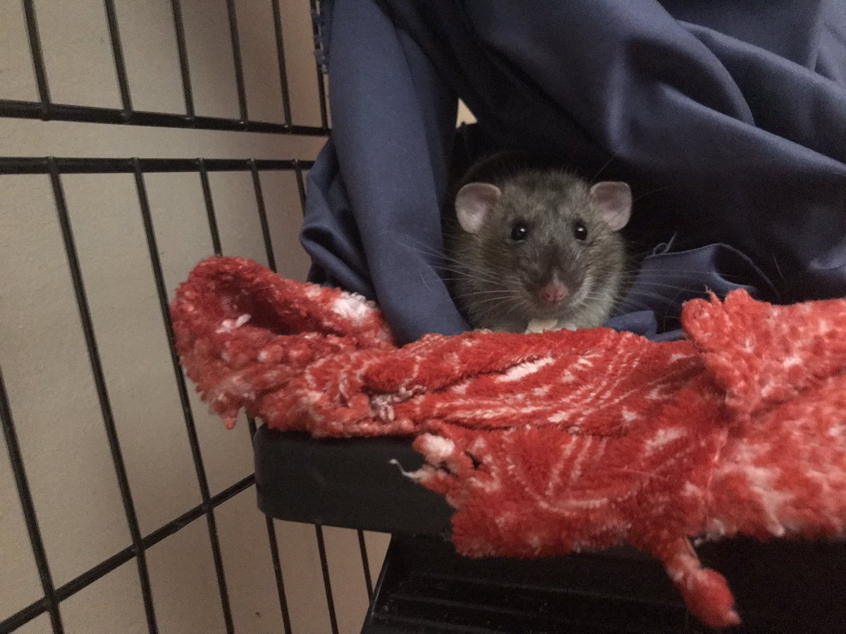 Having a snack, but Fudge posed anyway