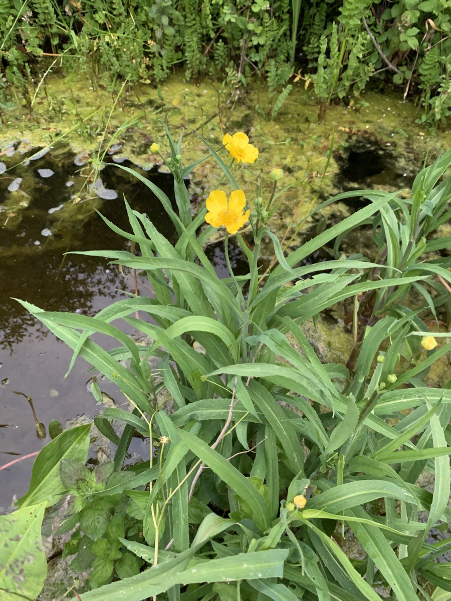WerendB's tweet photo. Vandaag in mijn stukje natuur: zwartkop (met uitgevlogen kroost), waterschorpioen en grote boterbloem. https://t.co/GmLRXhzQcN