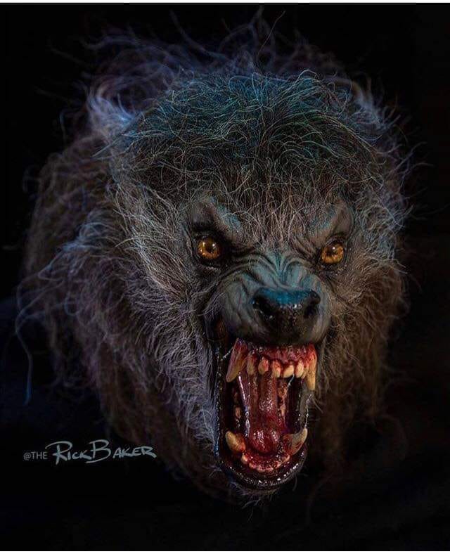 We've reached the final 20 hrs of our extended #Indiegogo campaign for #thefrenzymoon #werewolf #movie! Great perks, great levels: igg.me/at/frenzymoon/… Pictured: #RIckBaker #AnAmericanWerewolfInLondon