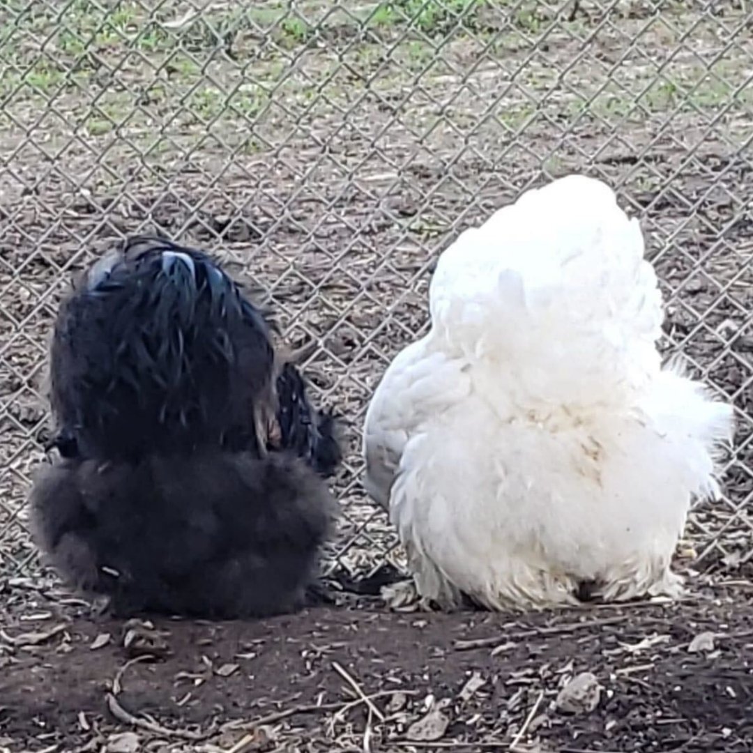 MeyerHatchery's tweet photo. Happy Fluffy Butt Friday!

📸: Lisa N Mike Taylor 

#reshare #customerphoto #fluffybuttfriday #fluffybutt #chickens #backyardchickens #chickensofinstagram #freerangechickens #repost #meyerhatchery https://t.co/W6y6Bt4mKU