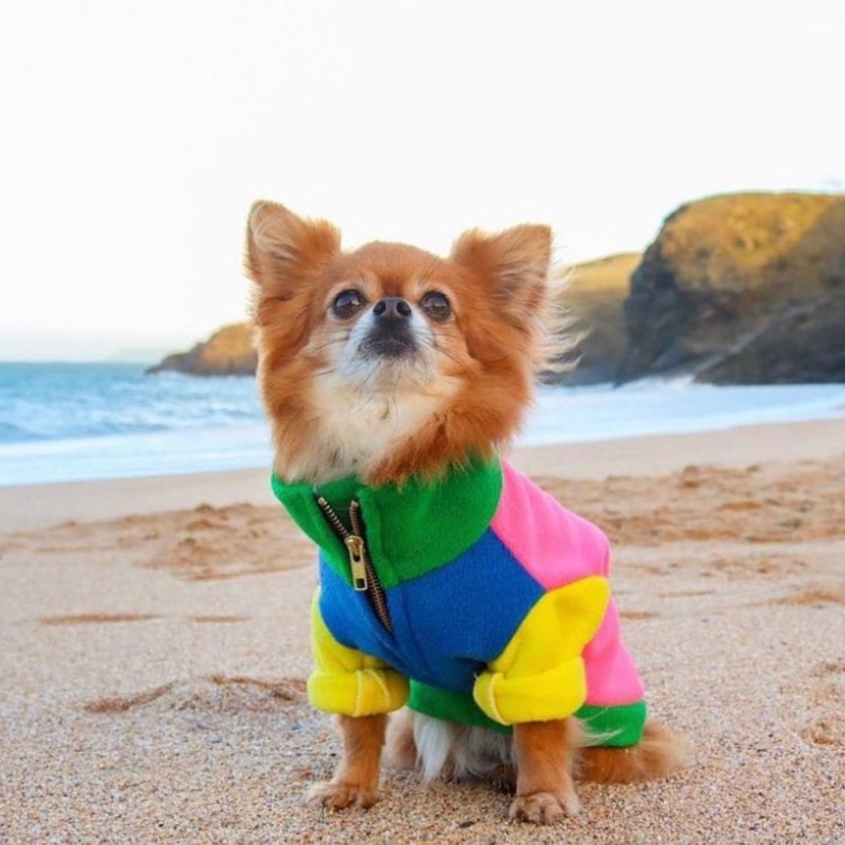 In the small business spotlight this week it's @theddcompany 🌟
Pamper your pooch and make them feel extra special with their very own bow tie or neckerchief👌We love this great brand for the simple reason of - who doesn't love a dog in a bow tie?! 🐶 🎀 #TTP #smallbiz