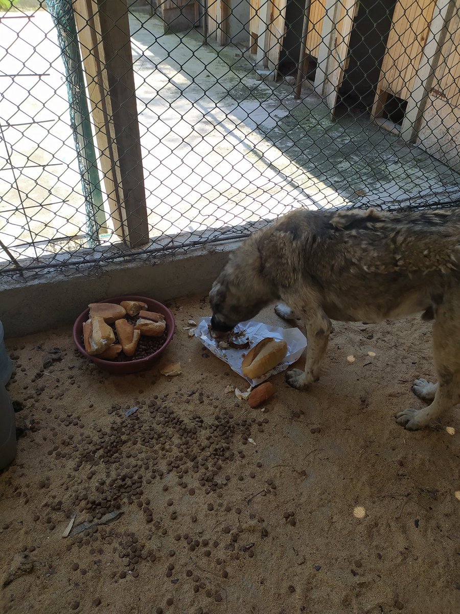 Boyabat Hayvanları Koruma Derneği olarak bir can dostumuzuda sağlığına kavuşturduk.Destek olanlara çok çok teşekkürler🙏🙏
