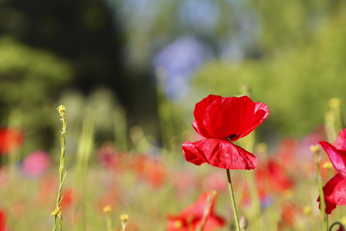 NickDunbar77's tweet photo. A lovely selection of wildflowers growing in #Hackneydownspark 😊 @SallyWeather @manalilukha @bbcweather @ChrisPage90 @HollyJGreen @ThePhotoHour @visitlondon @AP_Magazine #TwitterNatureCommunity #TwitterNaturePhotography #twitternature #wildflowers #poppies #hackney https://t.co/ywZyZ5lgjo