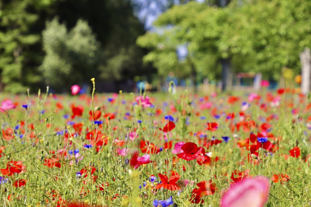 NickDunbar77's tweet photo. A lovely selection of wildflowers growing in #Hackneydownspark 😊 @SallyWeather @manalilukha @bbcweather @ChrisPage90 @HollyJGreen @ThePhotoHour @visitlondon @AP_Magazine #TwitterNatureCommunity #TwitterNaturePhotography #twitternature #wildflowers #poppies #hackney https://t.co/ywZyZ5lgjo
