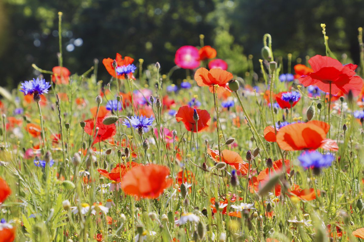 NickDunbar77's tweet photo. A lovely selection of wildflowers growing in #Hackneydownspark 😊 @SallyWeather @manalilukha @bbcweather @ChrisPage90 @HollyJGreen @ThePhotoHour @visitlondon @AP_Magazine #TwitterNatureCommunity #TwitterNaturePhotography #twitternature #wildflowers #poppies #hackney https://t.co/ywZyZ5lgjo