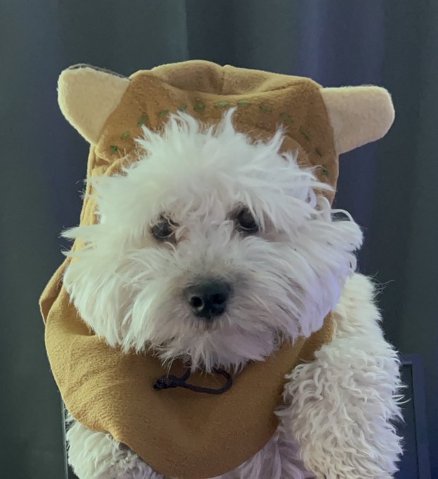 He hates his new costume lol https://t.co/aT8tbBmWSI