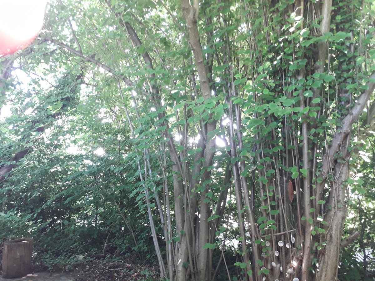 Tijdje buiten in de zon gezeten in de buurt van hazelaars en kastanje.