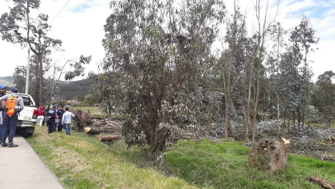 NCTNOTICIAS's tweet photo. ¿Qué camino tomarán las garzas?

La tala no autorizada de varios árboles que servían para el descanso y la anidación de aves migratorias en la conocida recta San Rafael vía #Tibasosa #Sogamoso dejó sin refugio a decenas de garzas de varias especies  en este valle de #Boyacá. https://t.co/POgZvLXyKv