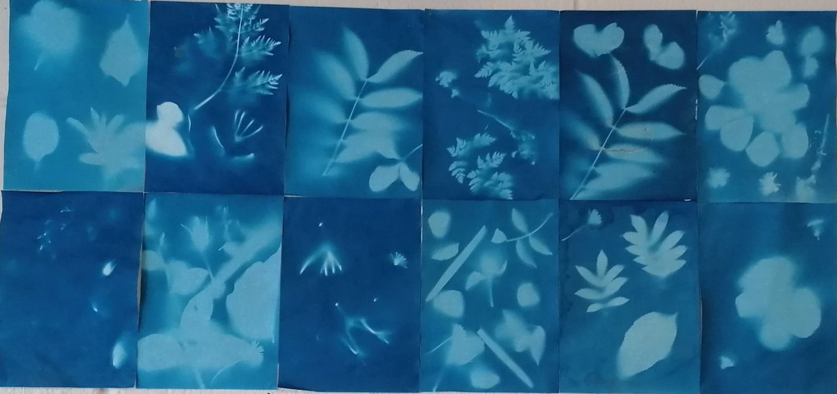 Great #art work being made as part of BLAST artist in residence  <a href="/sineadster/">Sinéad Curran 🇺🇦 💙💛 🍃💚🍃 🇯🇴</a> <a href="/GardenPlanta/">Plantagarden 🍃💚🍃</a> #cyanotypes
