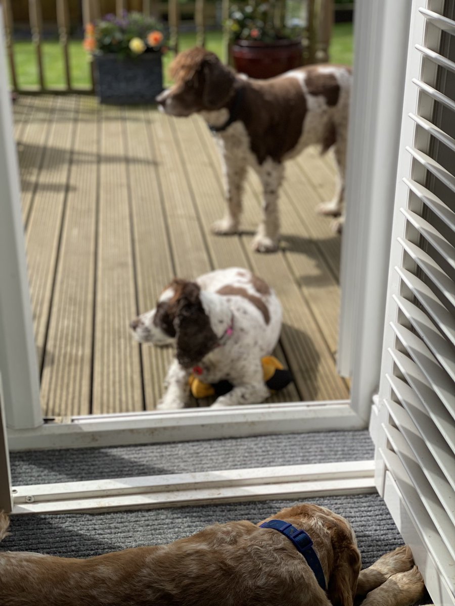 SpanielsSuper's tweet photo. Mum!
Mo & Ronnie have ganged up & won’t let me in!🥹
Don’t laugh & tell me to step on them!
They’re being mean mum 😢
Please mum?
Please?
Thanks mum 😊
#PoorSnoopy #PickedOn #GangedUpOn #NotFair #PoorMe https://t.co/Tf4lAYc93c