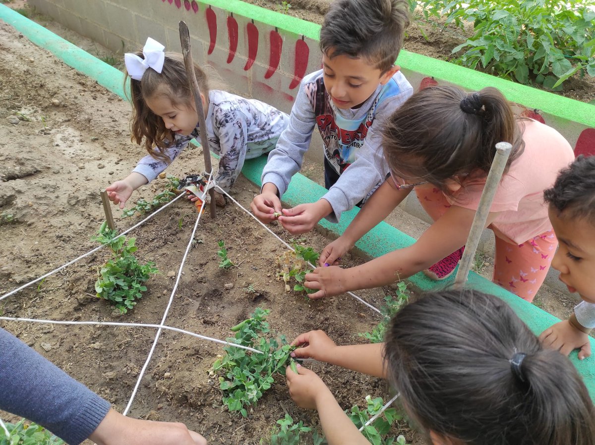 ceip_x's tweet photo. Recolección y degustación de guisantes por los alumnos de infantil.
#huertoescolar #alimentaciónsaludable #renaturalización https://t.co/0gs7DZUWfm