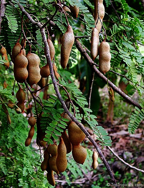 toptropicals's tweet photo. #Tamarindus indica - #Tamarindtree is a graceful tree with racemes of pea-like flowers. It is grown as #ornamentaltree and for the #ediblepods. The pulp within the pods is used to make beverages, curries, chutneys and sauces.
https://t.co/jBLbHs2aYI
#floweringtrees
#FridayFeeling https://t.co/nmENuAURVR