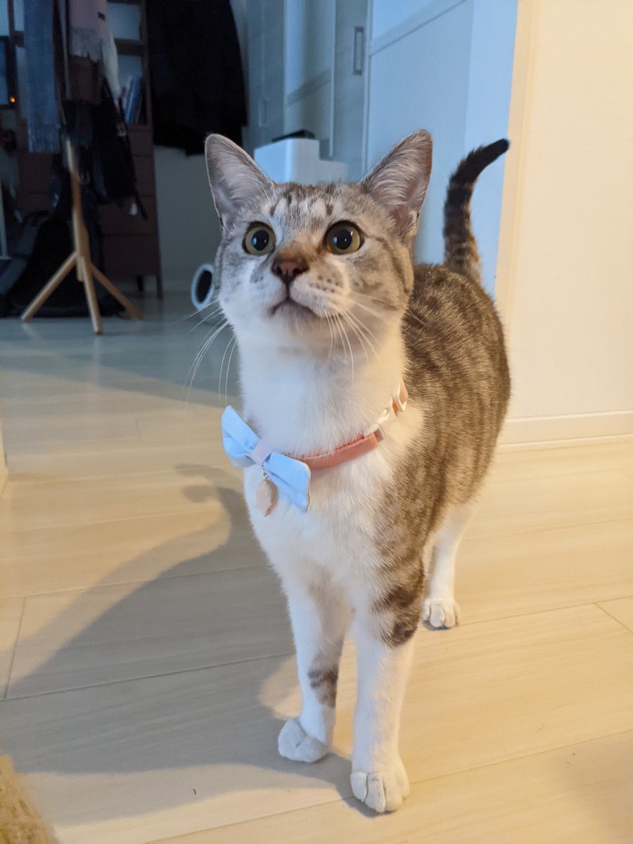 おめかししてどこにいくの？