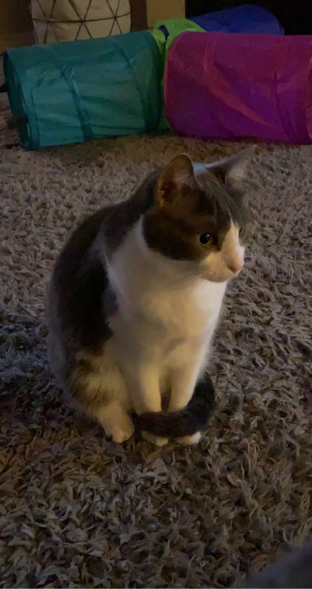 JakeJohnATX's tweet photo. Day 39 of posting pictures of my cat until I find him and bring him home #austinlostandfoundpets #atx #help #lostcatsoftexas #lostcatstexas #lostpet #missing #arboretum #northwestaustin #findhumphrey https://t.co/zdD4M9kMJW