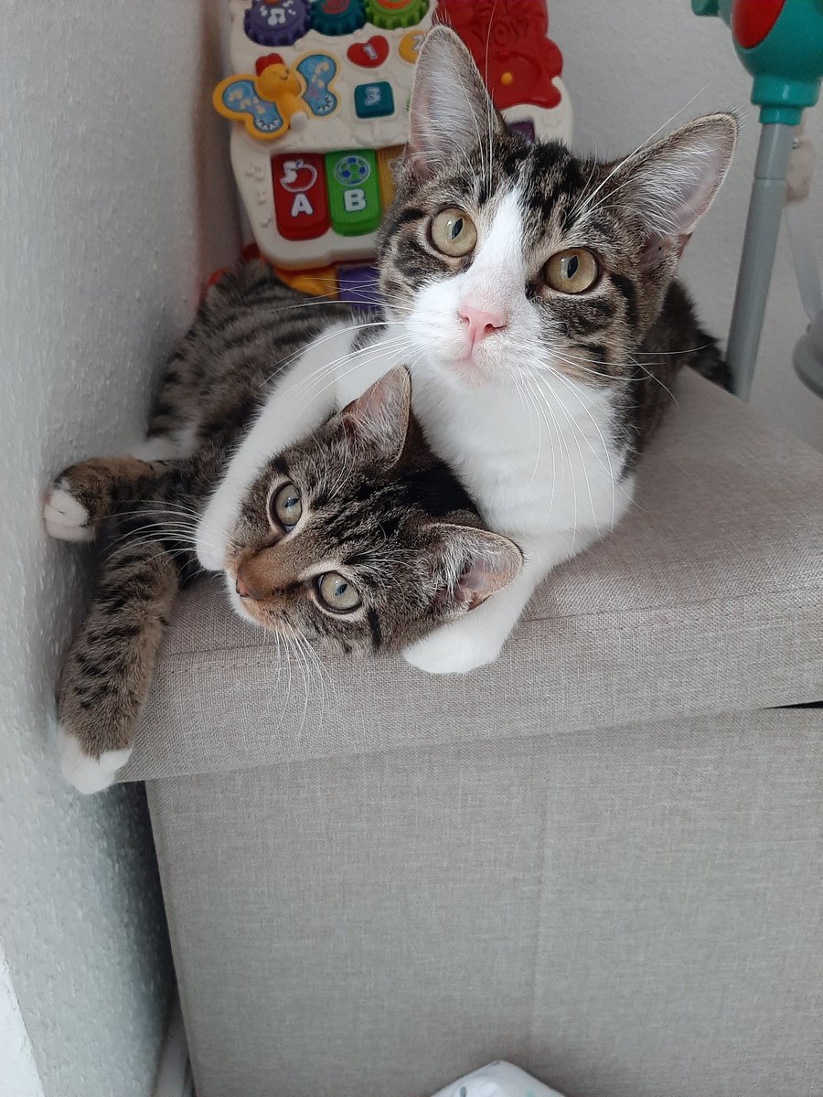 ChefRandyTV's tweet photo. Hab gehört Katzen Content kommt gut an auf Twitter.
Links Benny und rechts Felix.
#Katzen #xute #twitch #twitchde #CatsOfTwitter #Twitter https://t.co/TgVubi5Wuo