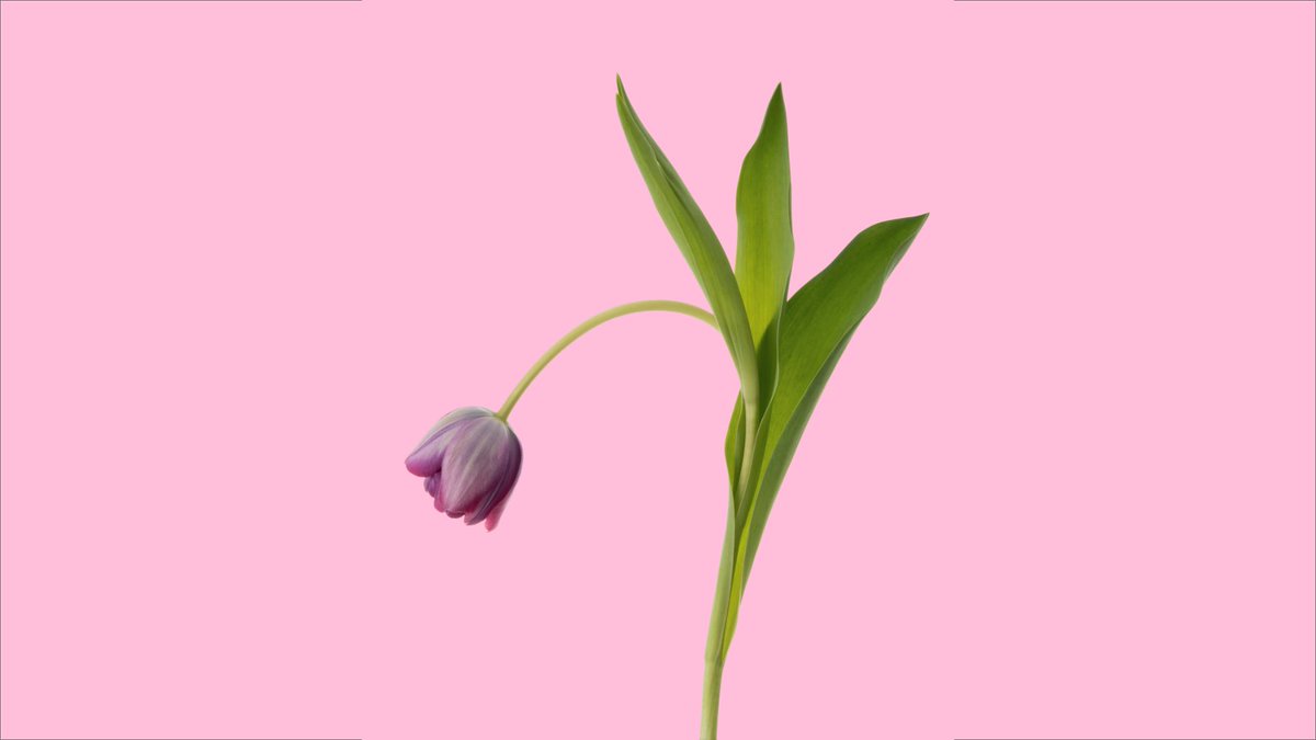flovvers_io's tweet photo. 🌸 New Drop 🌸

LOVERS #10～#13
List: 6.4 sat  JST 13:00
Price: 0.06 eth

https://t.co/H6CwFMcfm3

#NFT #nftart #NFTCommunity 
#nftphotography #NFTGiveaway https://t.co/Oiw6BubQhS