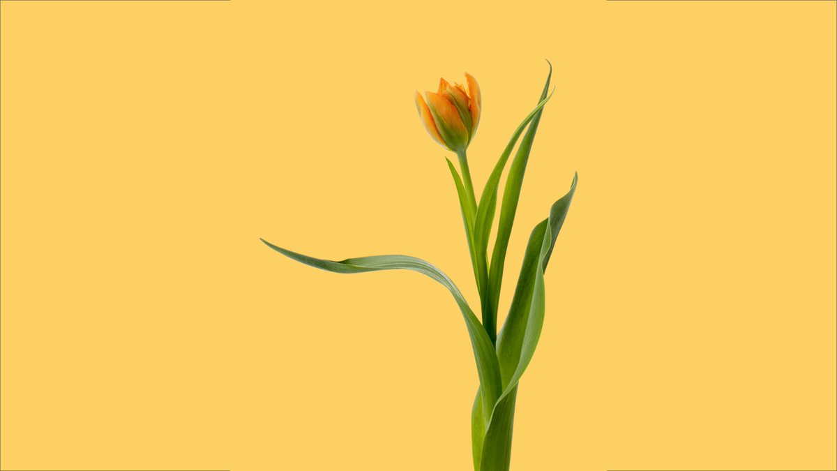 flovvers_io's tweet photo. 🌸 New Drop 🌸

LOVERS #10～#13
List: 6.4 sat  JST 13:00
Price: 0.06 eth

https://t.co/H6CwFMcfm3

#NFT #nftart #NFTCommunity 
#nftphotography #NFTGiveaway https://t.co/Oiw6BubQhS