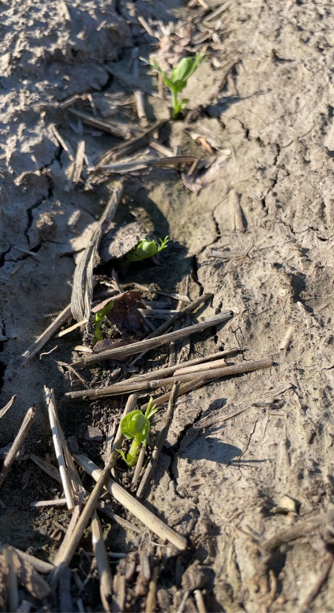 Scouting some peas tonight. They really popped with the warm weather we’ve been having.