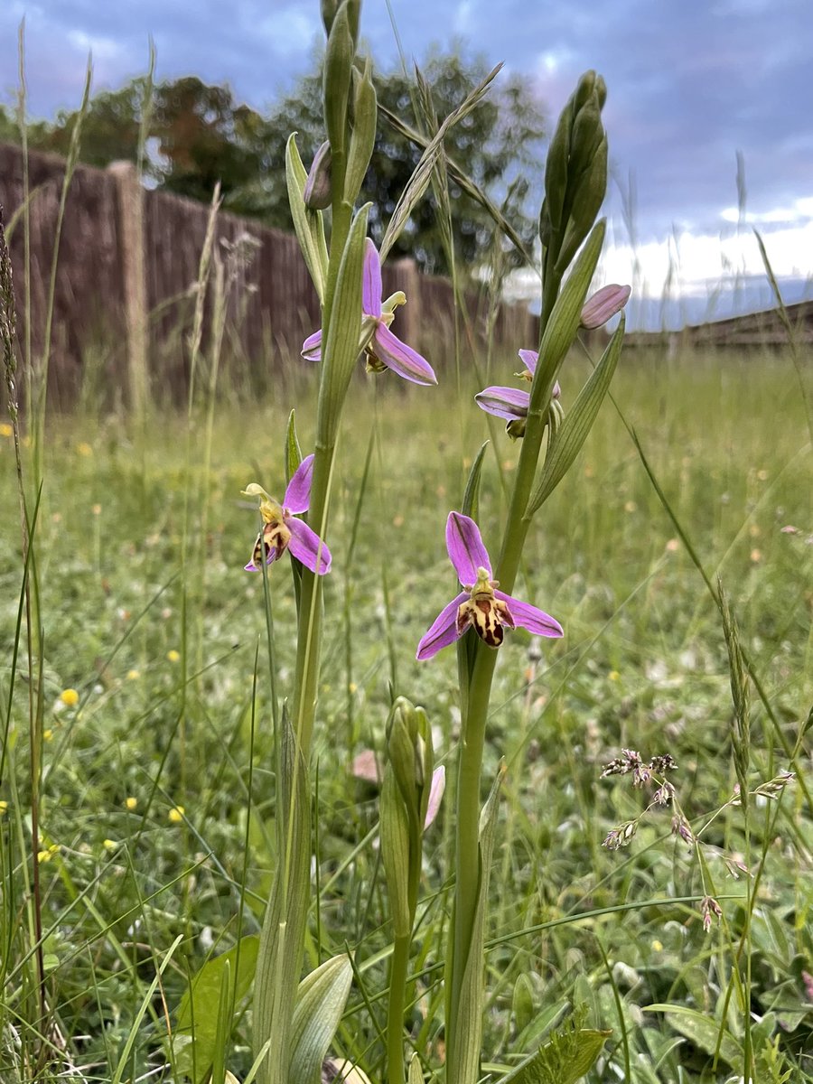 EdelMcGurk's tweet photo. Exciting #NoMowMay results in this #DefenceEstates garden. A bit of benign neglect reveals over 120 (and counting!) #orchids (common spotted and bee). Some public bits looking pretty too - I detect a shift in public mood re mowing regimes. @RAF_Odiham @RNugee @Love_plants 1/2 https://t.co/qoG3bBjtjY