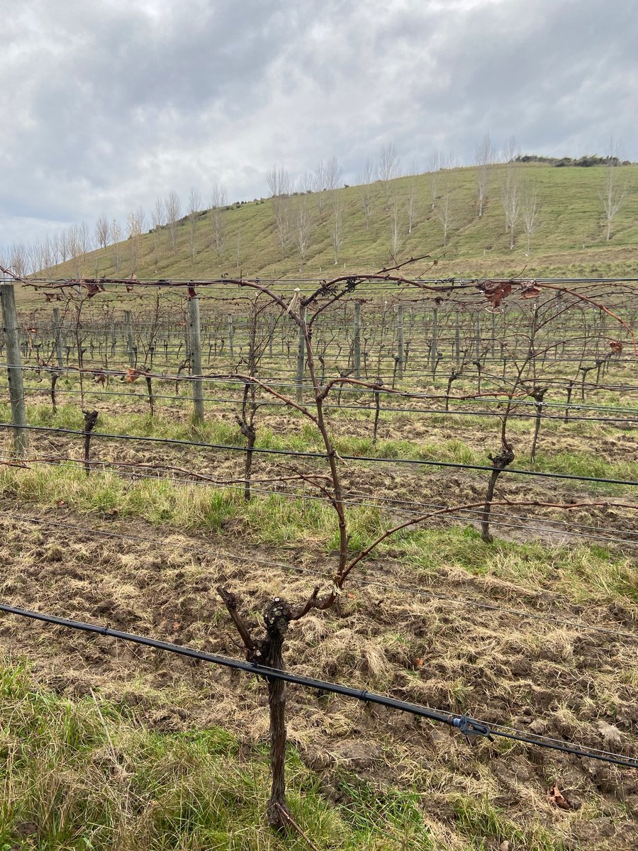 We got on the telly for our work combining  certification for Toitu carbon net zero,@BioGroNZ organic and regenerative viticulture. Maybe we will see more vines in nz trained this way soon ( so the sheep cant eat our grapes )